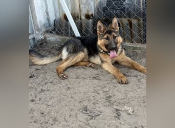 Blanka - treue Begleiterin auf vier Pfoten sucht ihr Zuhause