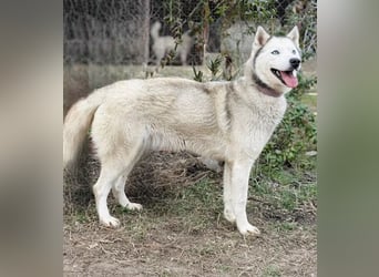 Zelinde - Agile Abenteurerin such unternehmungslustige Menschen