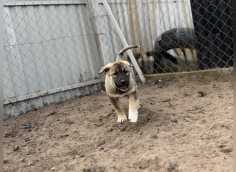 Nacho - Verspielter Welpenjunge möchte die Welt entdecken