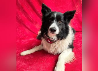 Thiago - Lieber Rüde möchte endlich ankommen!