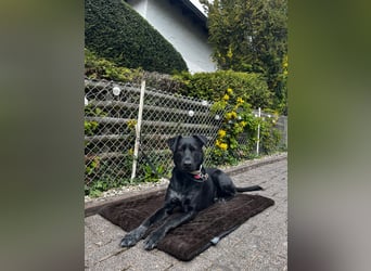 Ouzo - ausgeglichener Rüde sucht einfühlsames Zuhause