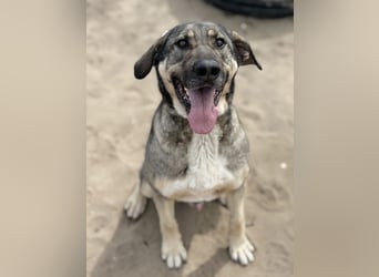 Simon (Strolch) Lebensfroher Herzenshund sucht seine zweite Chance