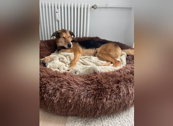 Keks - Freundlicher Rüde auf der Suche nach seiner Familie !