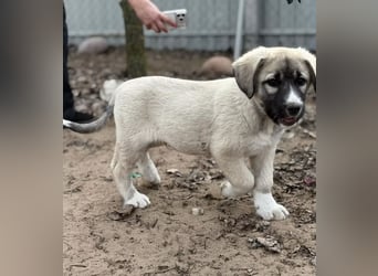 Nils - Herzenshund wartet auf sein Ticket ins Glück