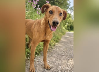 Trixie - Treue Hundeseele sucht ihre zweite Chance