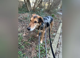 Keks - Freundlicher Rüde auf der Suche nach seiner Familie !