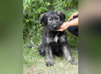 Moana Welpin sucht einfühlsame Menschen und Geborgenheit!
