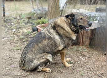 Szimka - Zweier-Hunde-WG auf der Suche nach ihrer Familie!