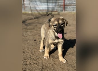 Nalani - Verspieltes Hundemädchen auf Familiensuche
