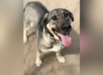 Simon (Strolch) Lebensfroher Herzenshund sucht seine zweite Chance