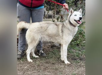 Zelinde - Agile Abenteurerin such unternehmungslustige Menschen