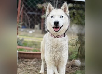 Zelinde - Agile Abenteurerin such unternehmungslustige Menschen