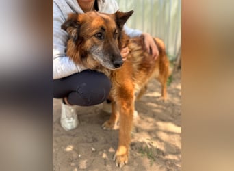Gerad Sanfter Hundesenior sucht Partner für die besten Jahre