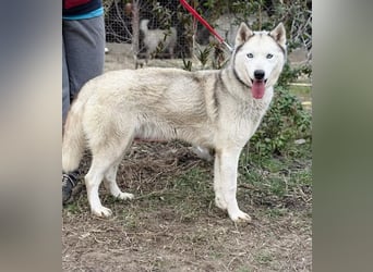 Zelinde - Agile Abenteurerin such unternehmungslustige Menschen