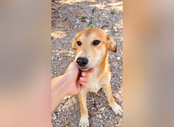 Peanut - Offener & verspielter Junghund sucht sein Für-Immer!