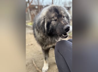 Naya - Süße Herdenschutzhündin sucht erfahrene Menschen