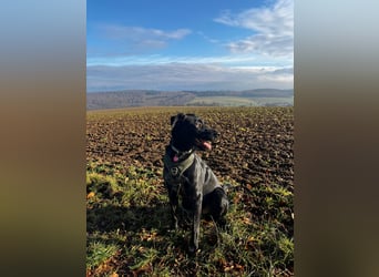 Ouzo - ausgeglichener Rüde sucht einfühlsames Zuhause