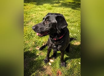 Rosi - wunderschöne Labradormix Hündin, 3 Jahre alt