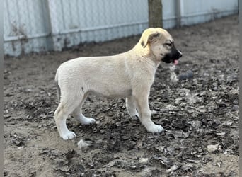 Nala - Ein kleiner Sonnenschein sucht Geborgenheit
