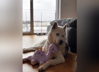 Remus - Wunderschöner Husky-Mix Rüde, 5 Jahre alt, freundlich, in 39112 Magdeburg