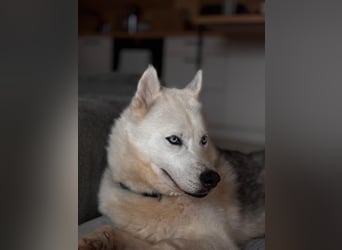 Remus - Wunderschöner Husky-Mix Rüde, 5 Jahre alt, freundlich, in 39112 Magdeburg