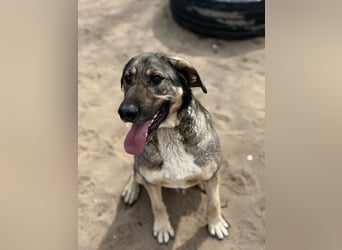 Simon (Strolch) Lebensfroher Herzenshund sucht seine zweite Chance