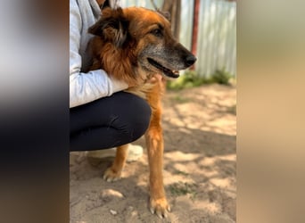 Gerad Sanfter Hundesenior sucht Partner für die besten Jahre