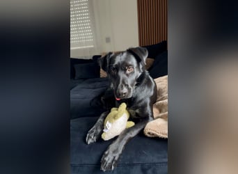 Ouzo - ausgeglichener Rüde sucht einfühlsames Zuhause