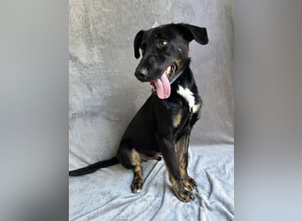 Kailo (Kumkvuat) - Fröhlicher Junghund sucht aktive Menschen!