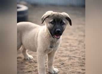 Nora - Neugieriges Hundekind sucht liebevolles Zuhause