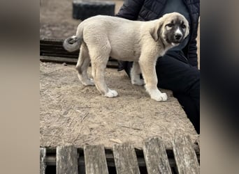 Nils - Herzenshund wartet auf sein Ticket ins Glück