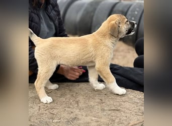 Neela - Kleine Neela sucht ihr großes Glück