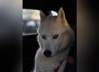 Remus - Wunderschöner Husky-Mix Rüde, 5 Jahre alt, freundlich, in 39112 Magdeburg