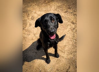 Rosi - wunderschöne Labradormix Hündin, 3 Jahre alt