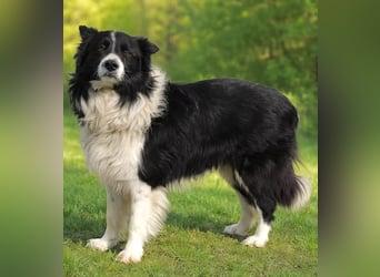 Thiago - Lieber Rüde möchte endlich ankommen!