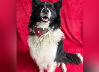 Thiago - Lieber Rüde möchte endlich ankommen!