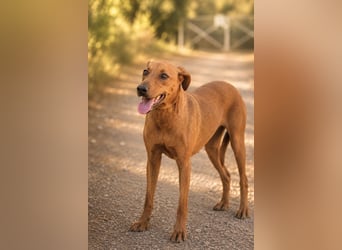 Trixie - Treue Hundeseele sucht ihre zweite Chance