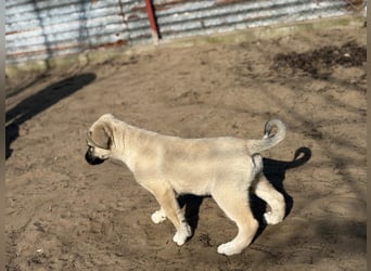 Nala - Ein kleiner Sonnenschein sucht Geborgenheit