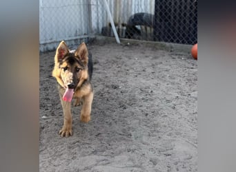 Blanka - treue Begleiterin auf vier Pfoten sucht ihr Zuhause