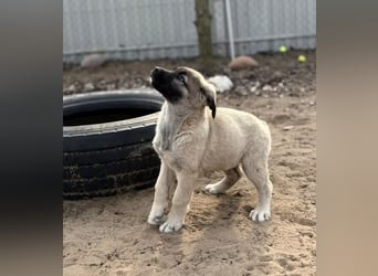 Nora - Neugieriges Hundekind sucht liebevolles Zuhause