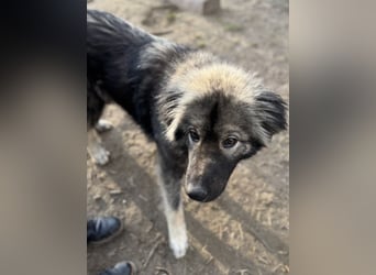 Naya - Süße Herdenschutzhündin sucht erfahrene Menschen