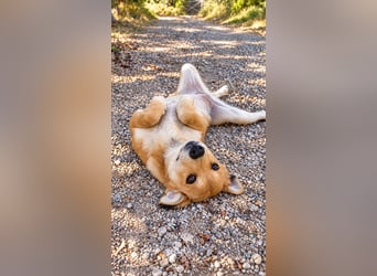 Peanut - Offener & verspielter Junghund sucht sein Für-Immer!