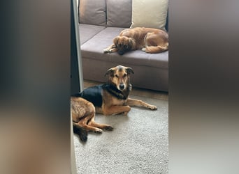 Keks - Freundlicher Rüde auf der Suche nach seiner Familie !