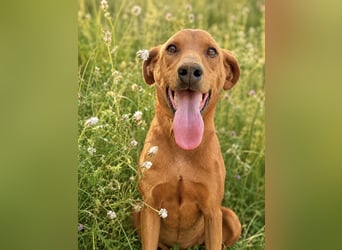 Trixie - Treue Hundeseele sucht ihre zweite Chance
