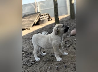 Nala - Ein kleiner Sonnenschein sucht Geborgenheit