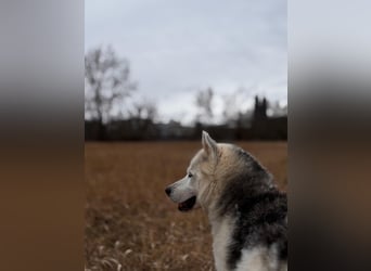 Remus - Wunderschöner Husky-Mix Rüde, 5 Jahre alt, freundlich, in 39112 Magdeburg