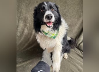 Thiago - Lieber Rüde möchte endlich ankommen!