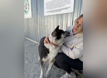 Mizso Kämpferherz mit ganz viel Liebe