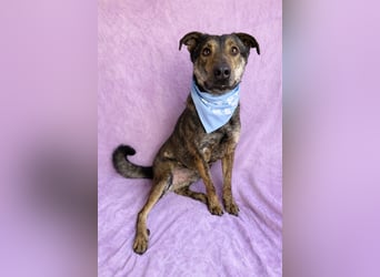 Camping - Sportlicher, verschmuster Begleiter sucht aktives Zuhause