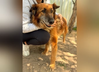 Gerad Sanfter Hundesenior sucht Partner für die besten Jahre